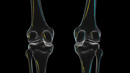 3d rendered illustration of the knee