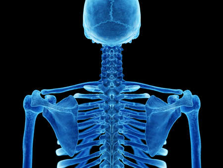 3d rendered illustration of the thoracic spine