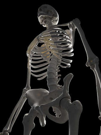 3d rendered illustration of the human skeleton