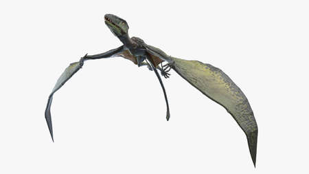 3d rendered illustration of a Dimorphodonの写真素材