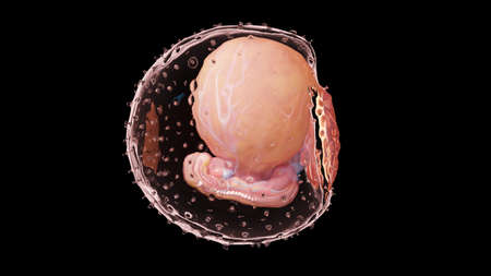 3d rendered illustration of an embryo - week 4