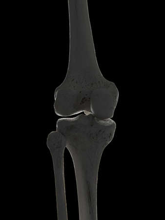 3d rendered illustration of the skeletal knee