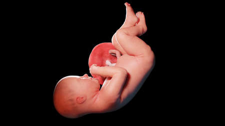 3d rendered illustration of a human fetus - week 38の写真素材