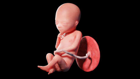 3d rendered illustration of a human fetus - week 19の写真素材