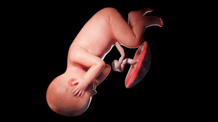 3d rendered illustration of a human fetus - week 42の写真素材