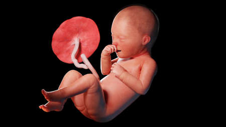 3d rendered illustration of a human fetus - week 34