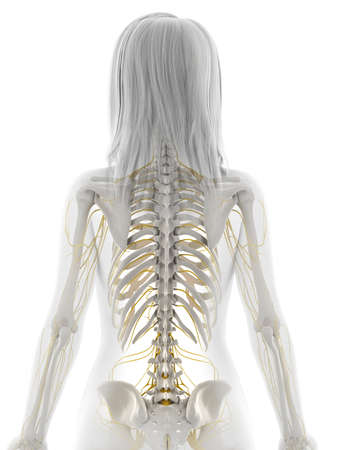 3d rendered illustration of the female nervous systemの写真素材