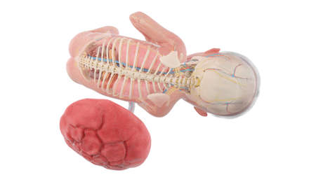 3d rendered medically accurate illustration of a human fetus anatomy - week 25