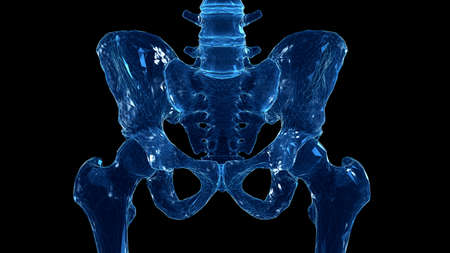 3d rendered illustration of the skeletal hip