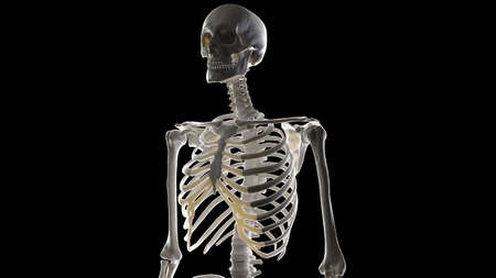 3d rendered illustration of the skeletal thoraxの写真素材