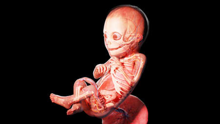 3d rendered illustration of a human fetus - week 23の写真素材