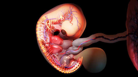 3d rendered illustration of an embryo - week 7