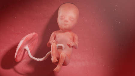 3d rendered illustration of a human fetus - week 16の写真素材