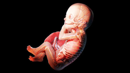 3d rendered illustration of a human fetus - week 29の写真素材