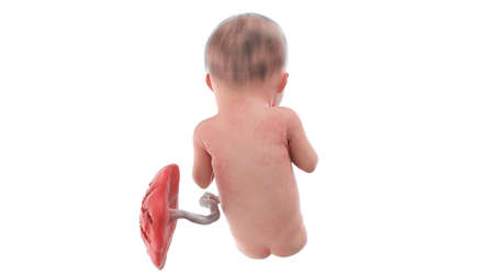 3d rendered medically accurate illustration of a human fetus - week 26