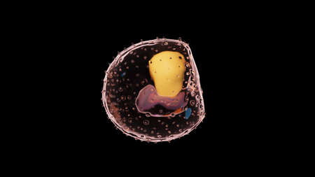 3d rendered illustration of an embryo - week 3