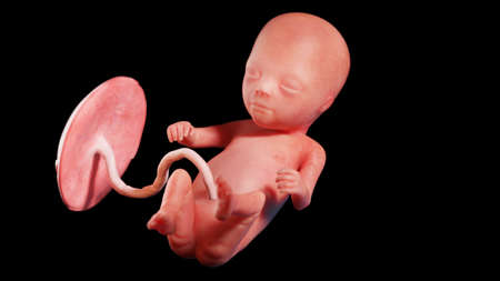 3d rendered illustration of a human fetus - week 14の写真素材