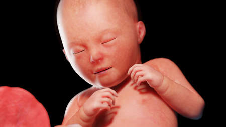 3d rendered illustration of a human fetus - week 32