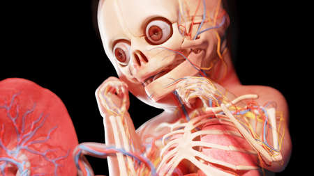 3d rendered illustration of a human fetus - week 33の写真素材