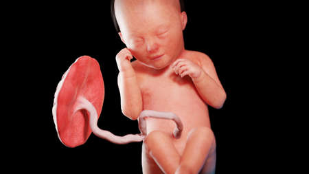 3d rendered illustration of a human fetus - week 33の写真素材