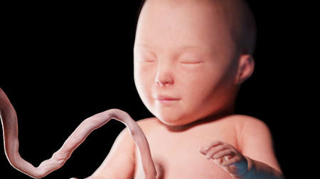 3d rendered illustration of a human fetus - week 31の写真素材