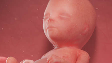 3d rendered illustration of a human fetus - week 16