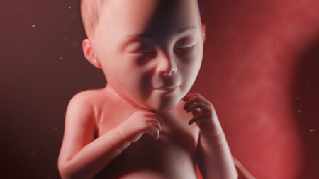 3d rendered illustration of a human fetus - week 26の写真素材