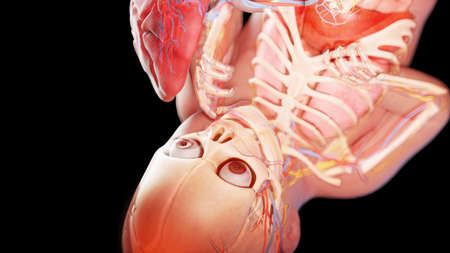3d rendered illustration of a human fetus - week 39