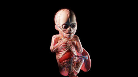 3d rendered illustration of a human fetus - week 26の写真素材