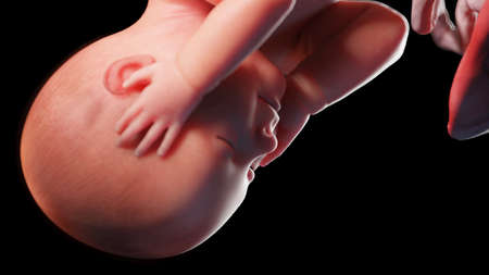 3d rendered illustration of a human fetus - week 42の写真素材