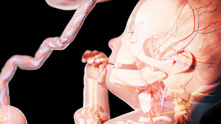 3d rendered illustration of a human fetus - week 27の写真素材