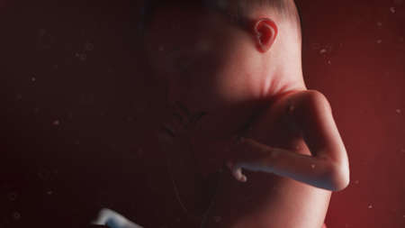 3d rendered illustration of a human fetus - week 25
