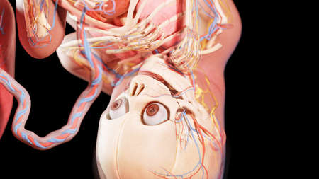 3d rendered illustration of a human fetus - week 35の写真素材