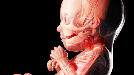 3d rendered illustration of a human fetus - week 23の写真素材