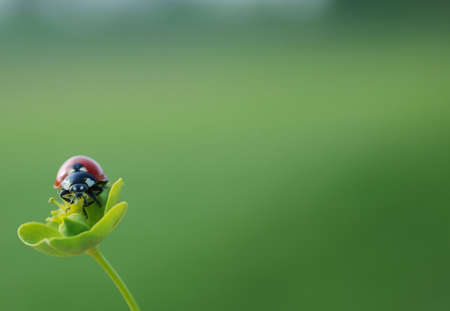 A ladybug posing in front of the camera, looking through the viewfinder.の写真素材