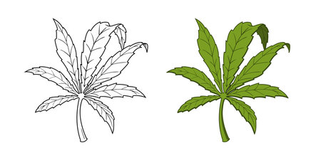 Vector leaf of marijuana. Cannabis leaf sketch. isolated on white background.のイラスト素材