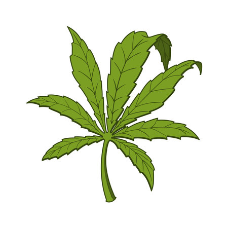 Vector leaf of marijuana. Cannabis leaf sketch. isolated on white background.のイラスト素材