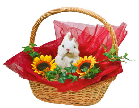Cute little rabbit in basket with flowersの写真素材