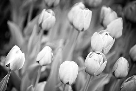 Beautiful spring flowersの写真素材