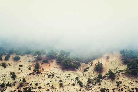 Fog on the sandy mountain, trees and bushesの写真素材