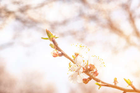 Beautiful apple tree branch close-up with flowers and sunliteの写真素材