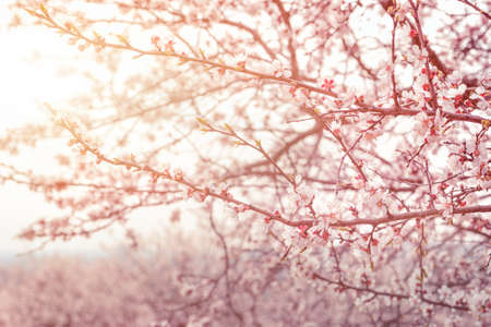 Apple spring flowers. Soft image of a blossoming tree