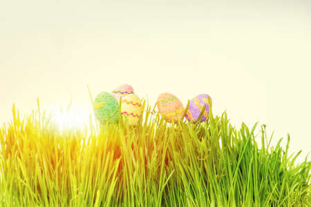 Easter eggs hiding in the green grass