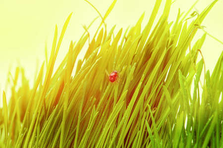 Ladybug on fresh green leaf isolated on white background. Spring backgroundの写真素材