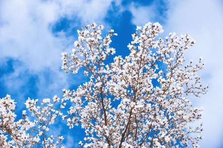 White Magnolia Flowers In Spring, in front of blue skyの写真素材