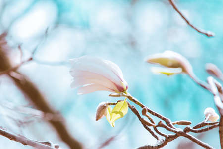 Pink Magnolia buds in spring, blue sky background.の写真素材