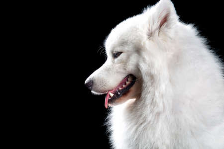 Beautiful samoyed dog isolated on black backgroundの写真素材