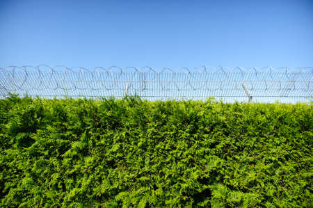 cypress tree and fence with barbed wire, blue sky