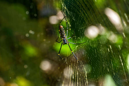 Spider on a his webの写真素材