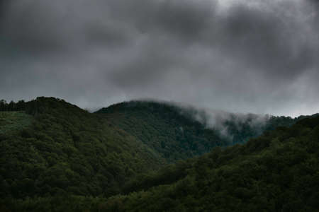 Forested mountain slope in low lying cloud with the evergreen conifers shrouded in mist in a scenic landscape view.の写真素材